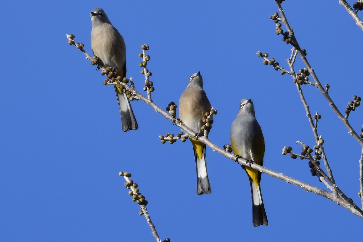 Gray Silky-flycatcher - John Doty