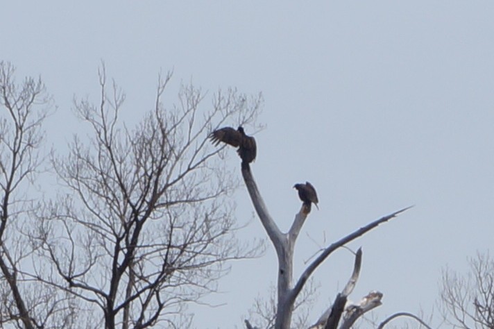 Turkey Vulture - ML94171711