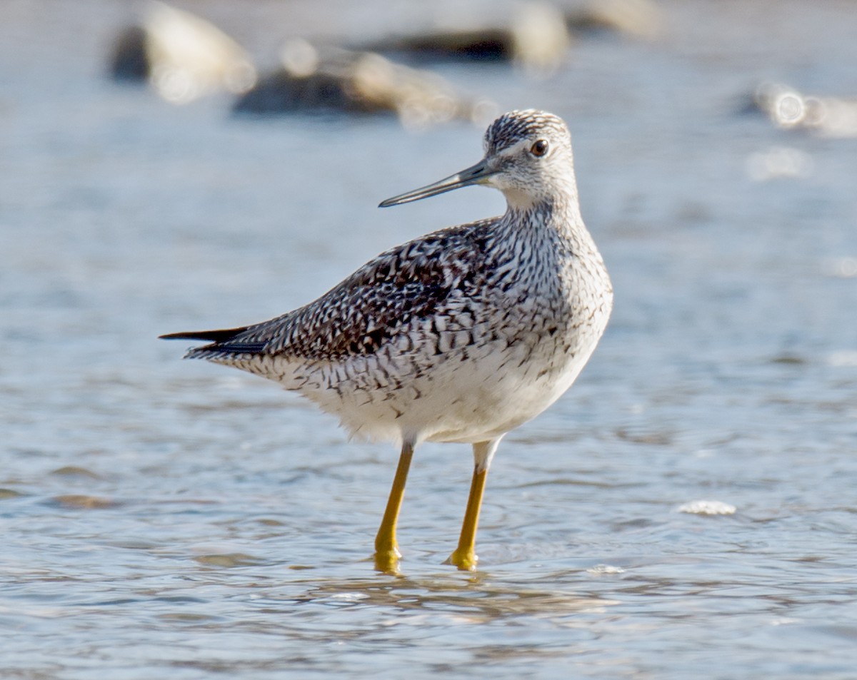 Greater Yellowlegs - ML94173421