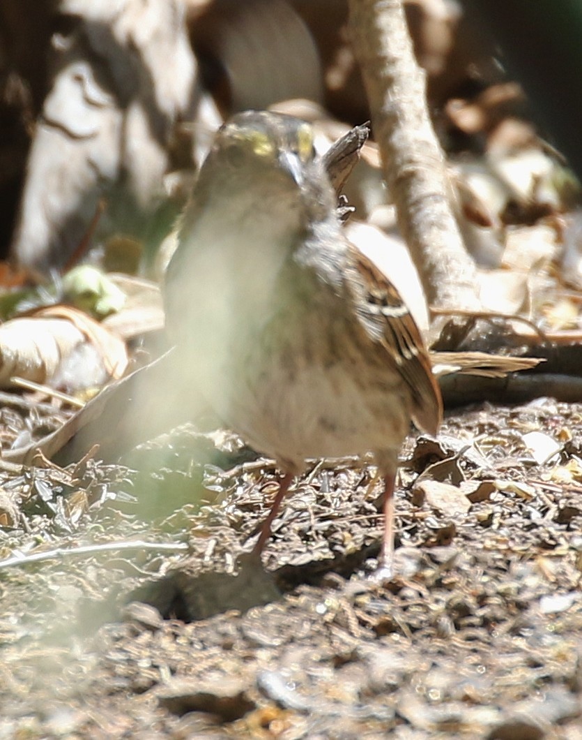 White-throated Sparrow - ML94173711