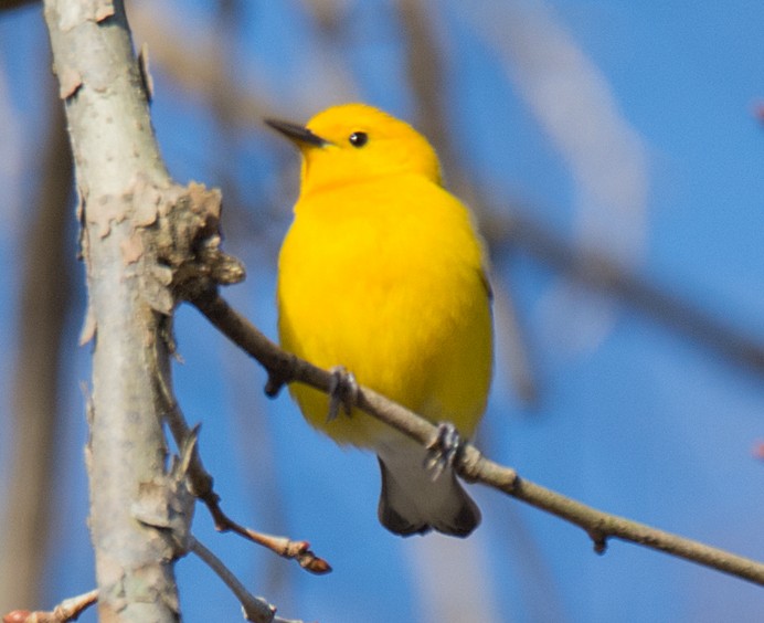 Prothonotary Warbler - ML94174741