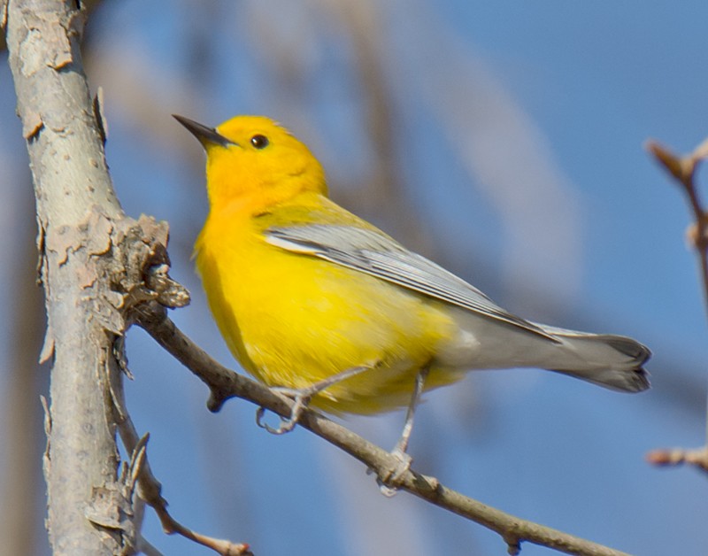 Prothonotary Warbler - ML94174841