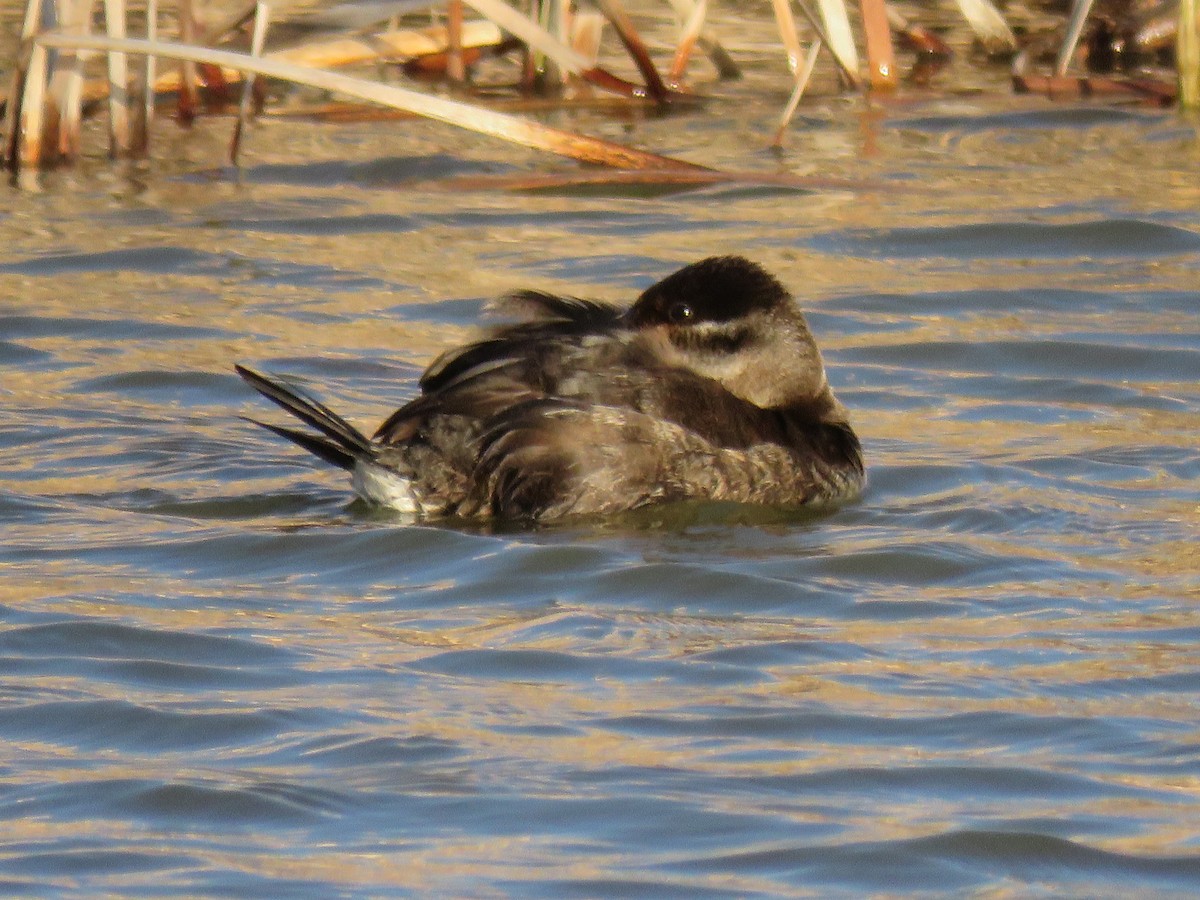 Ruddy Duck - Gregg Friesen