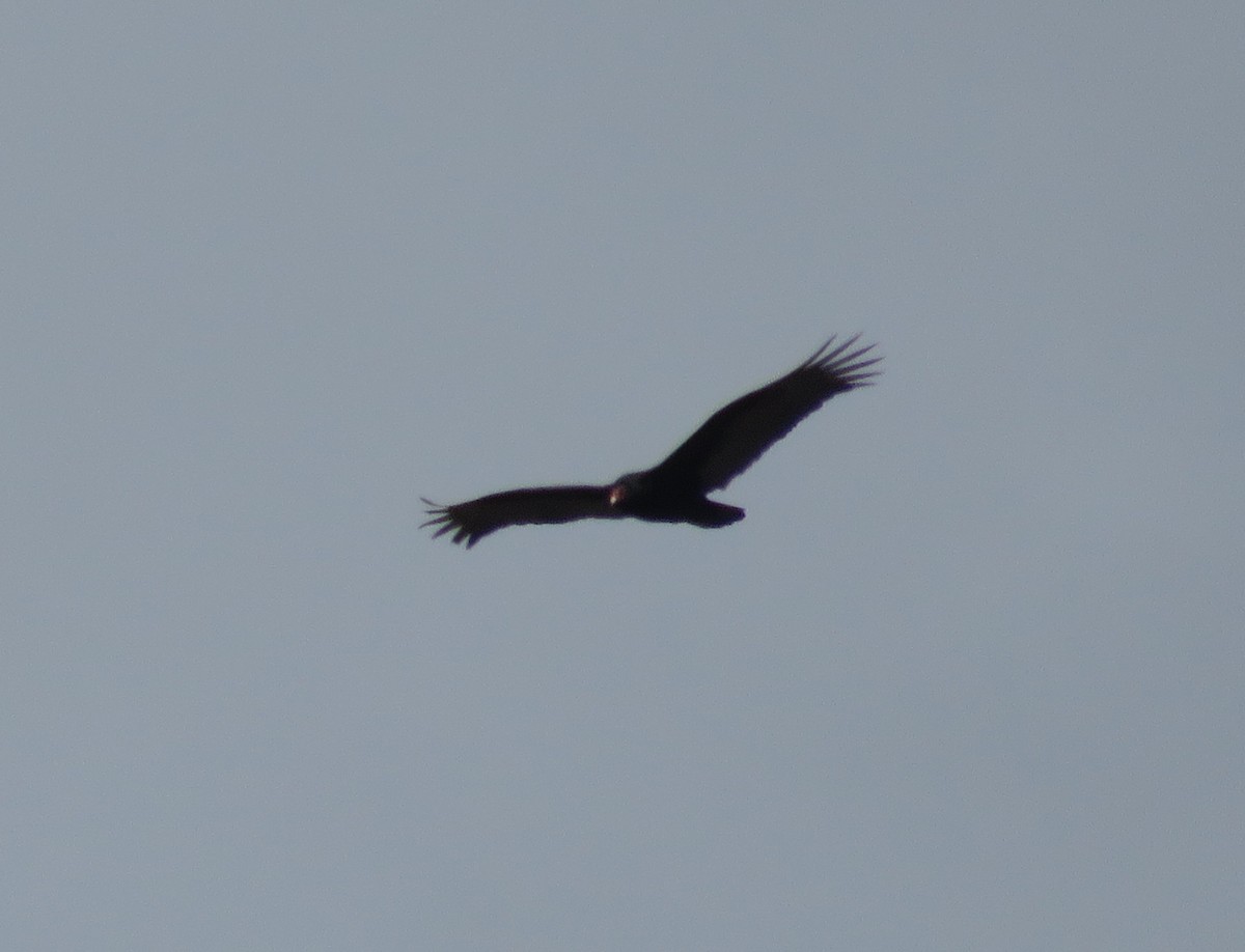 Turkey Vulture - ML94175981