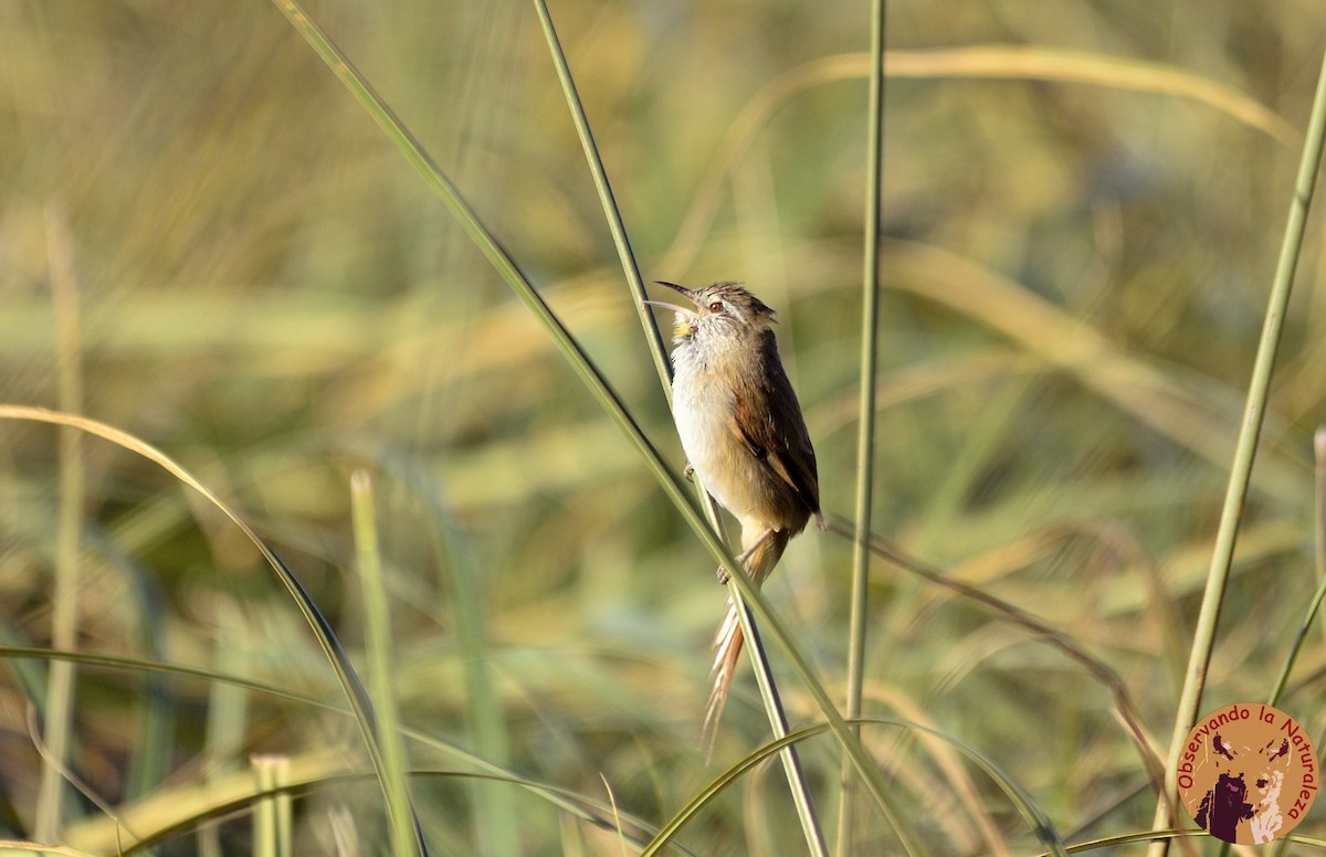 Sulphur-bearded Reedhaunter - ML94176161