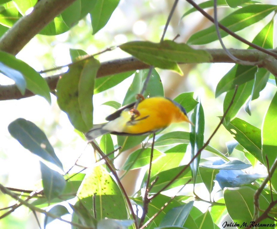 Parula Pitiayumí - ML94179841