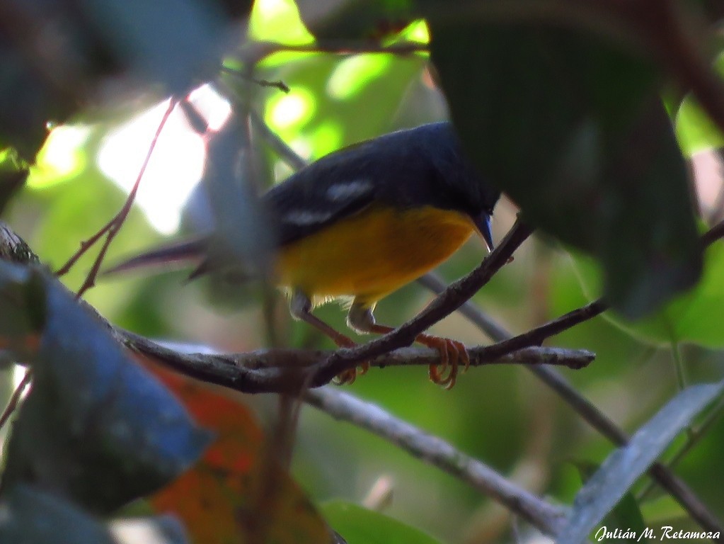 Parula Pitiayumí - ML94179881