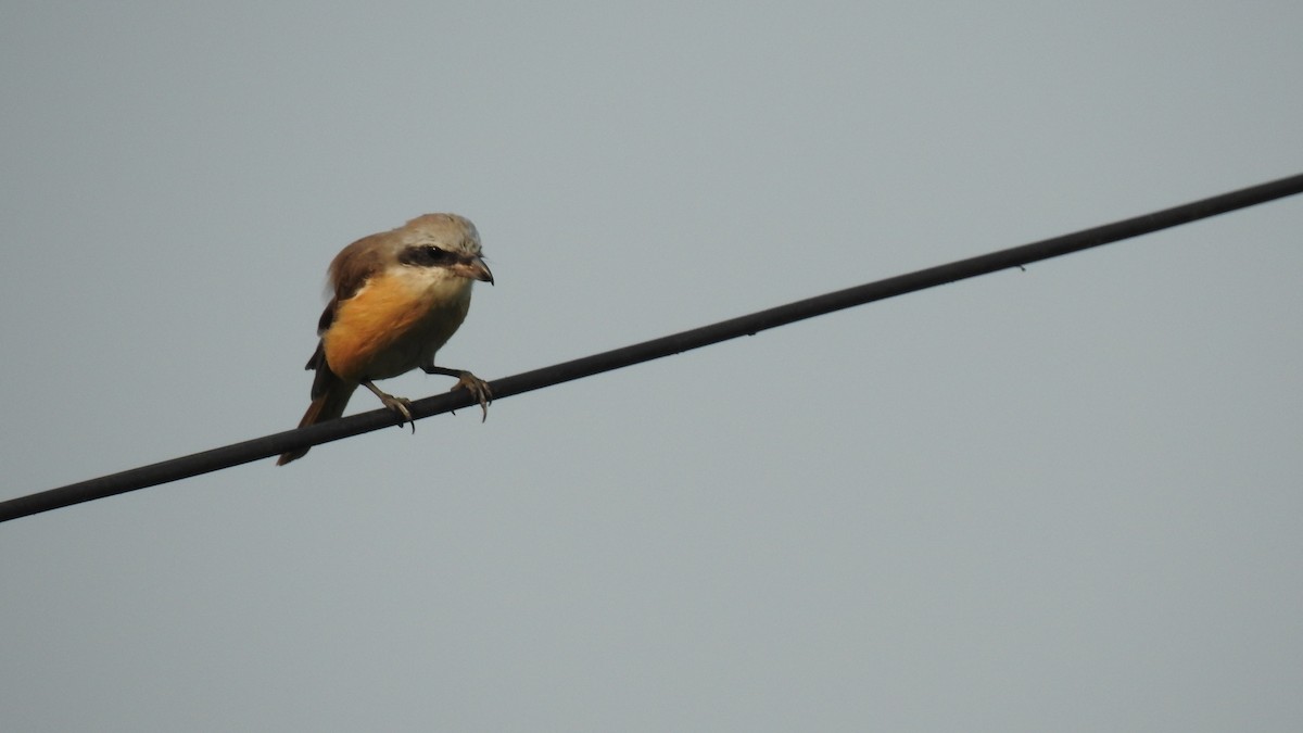 Brown Shrike (Philippine) - ML94180091