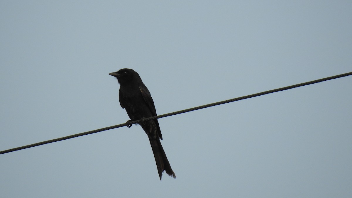 Black Drongo - ML94180181