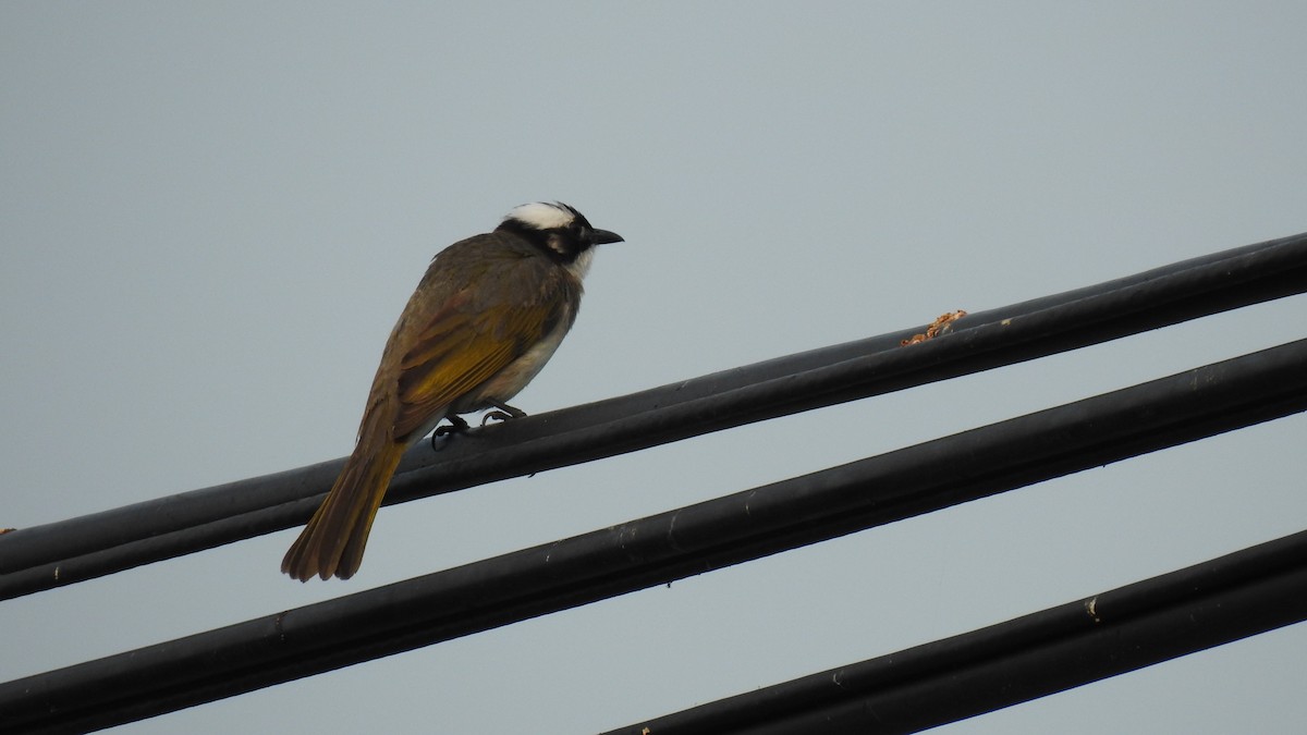 Light-vented Bulbul - ML94180381