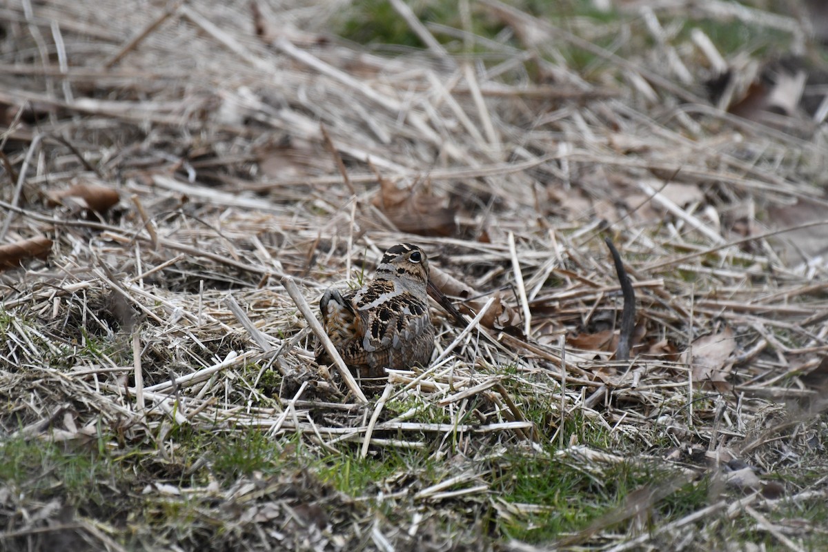 American Woodcock - ML94181281