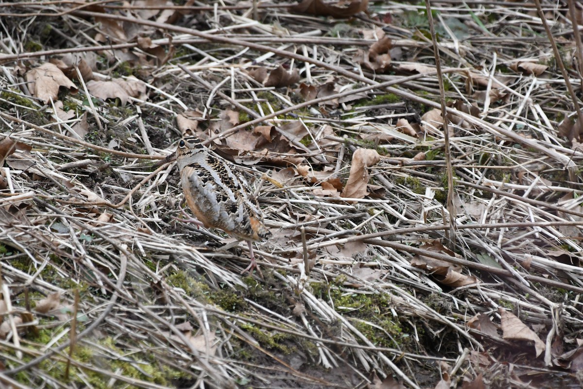 American Woodcock - ML94181481