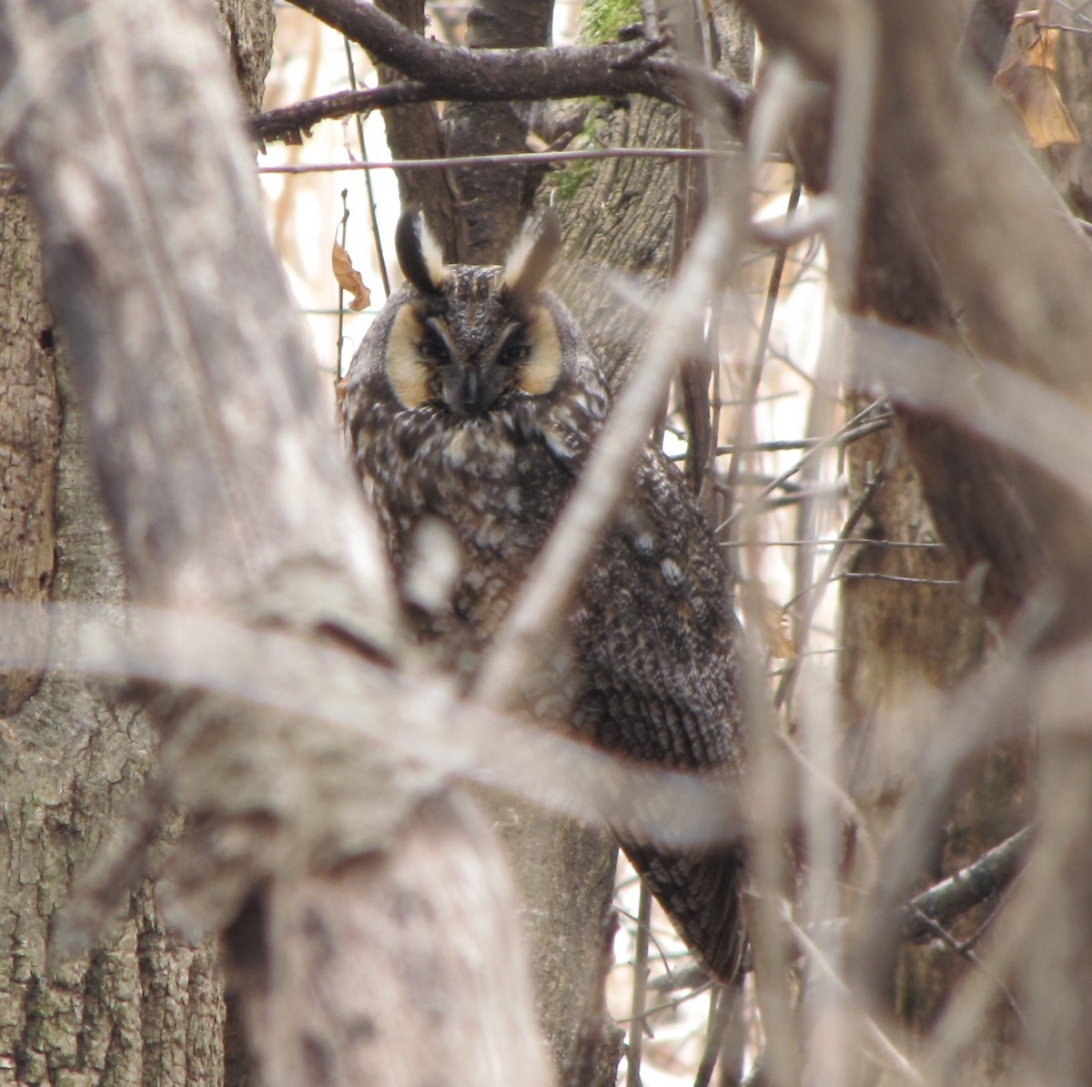 Long-eared Owl - ML94182001