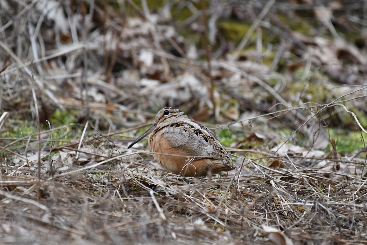 American Woodcock - ML94182201