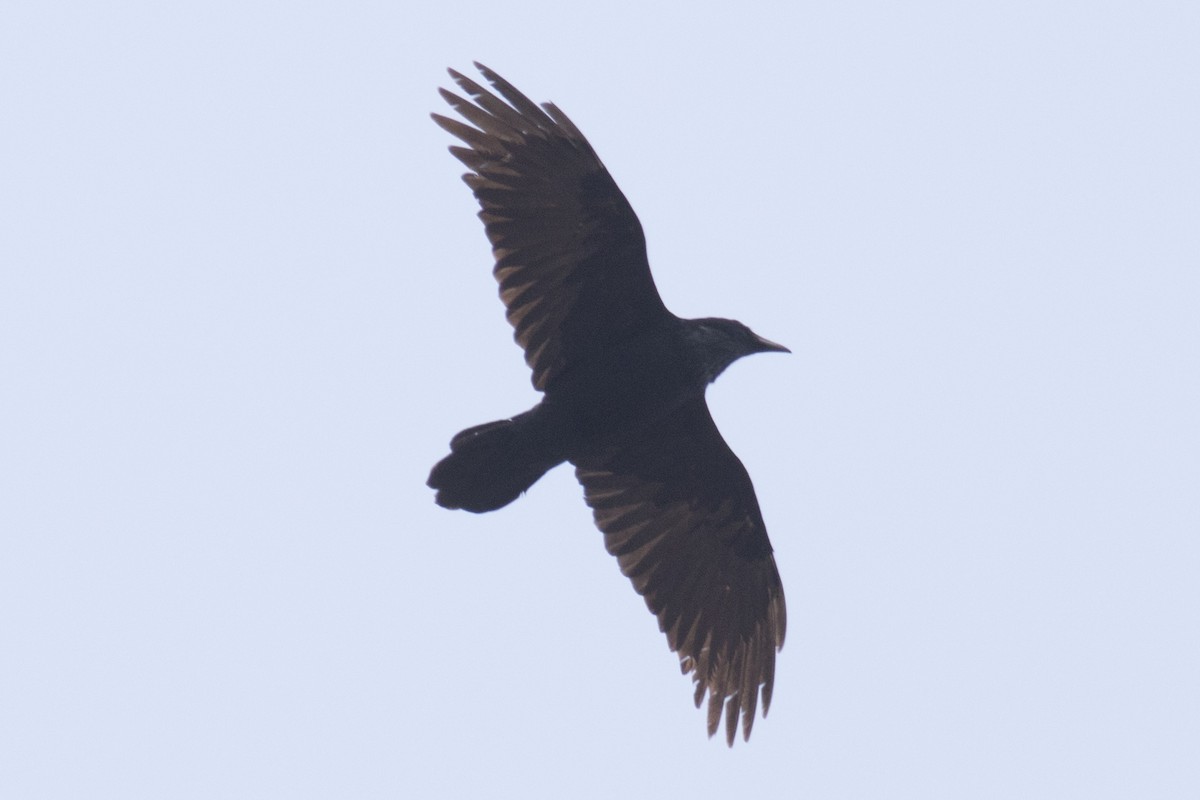 Common Raven - ML94182391