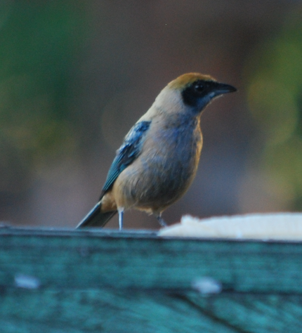 Burnished-buff Tanager - ML94183361