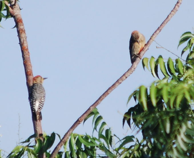 Red-crowned Woodpecker - ML94184531