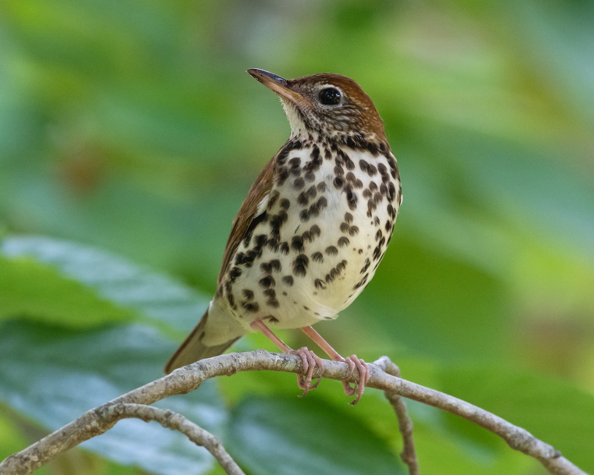 Wood Thrush - Peter Brannon