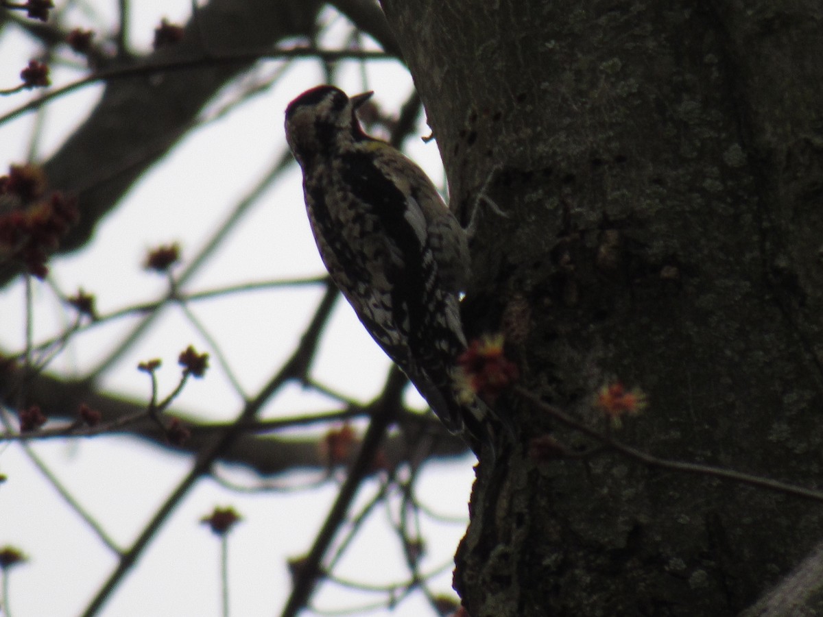 Yellow-bellied Sapsucker - John Coyle