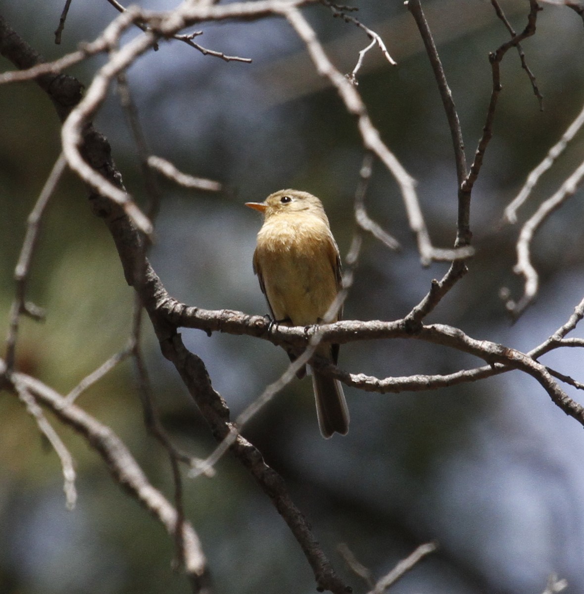 Buff-breasted Flycatcher - ML94186191