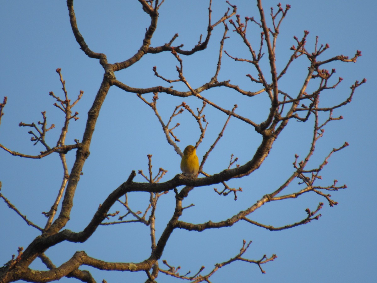 Pine Warbler - John Coyle