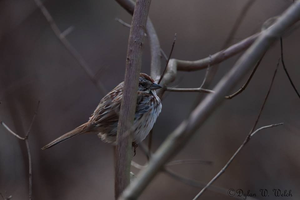 Chipping Sparrow - ML94188531