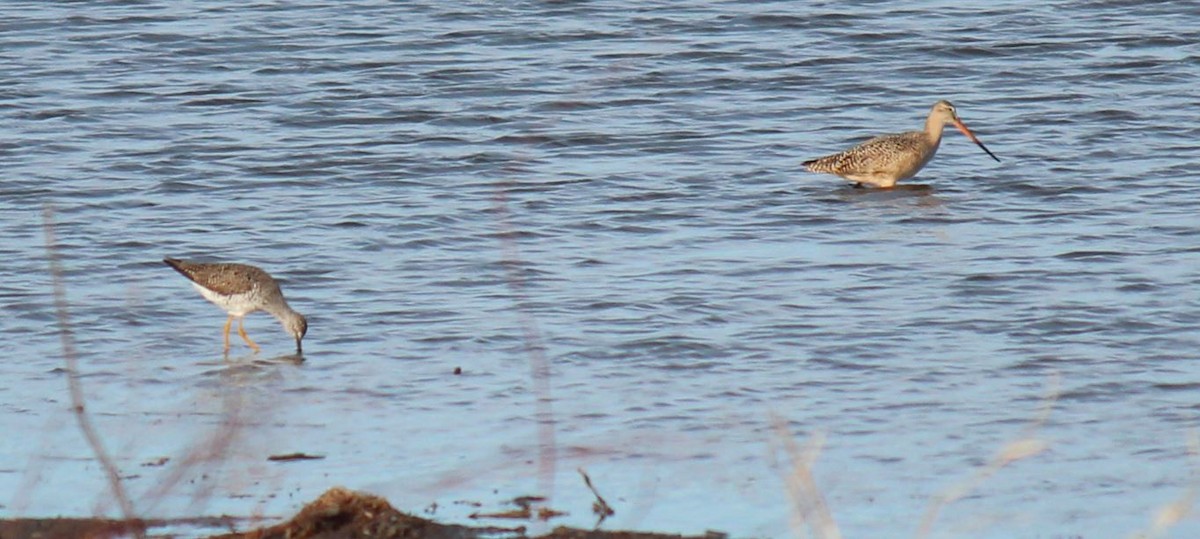 Marbled Godwit - ML94188561