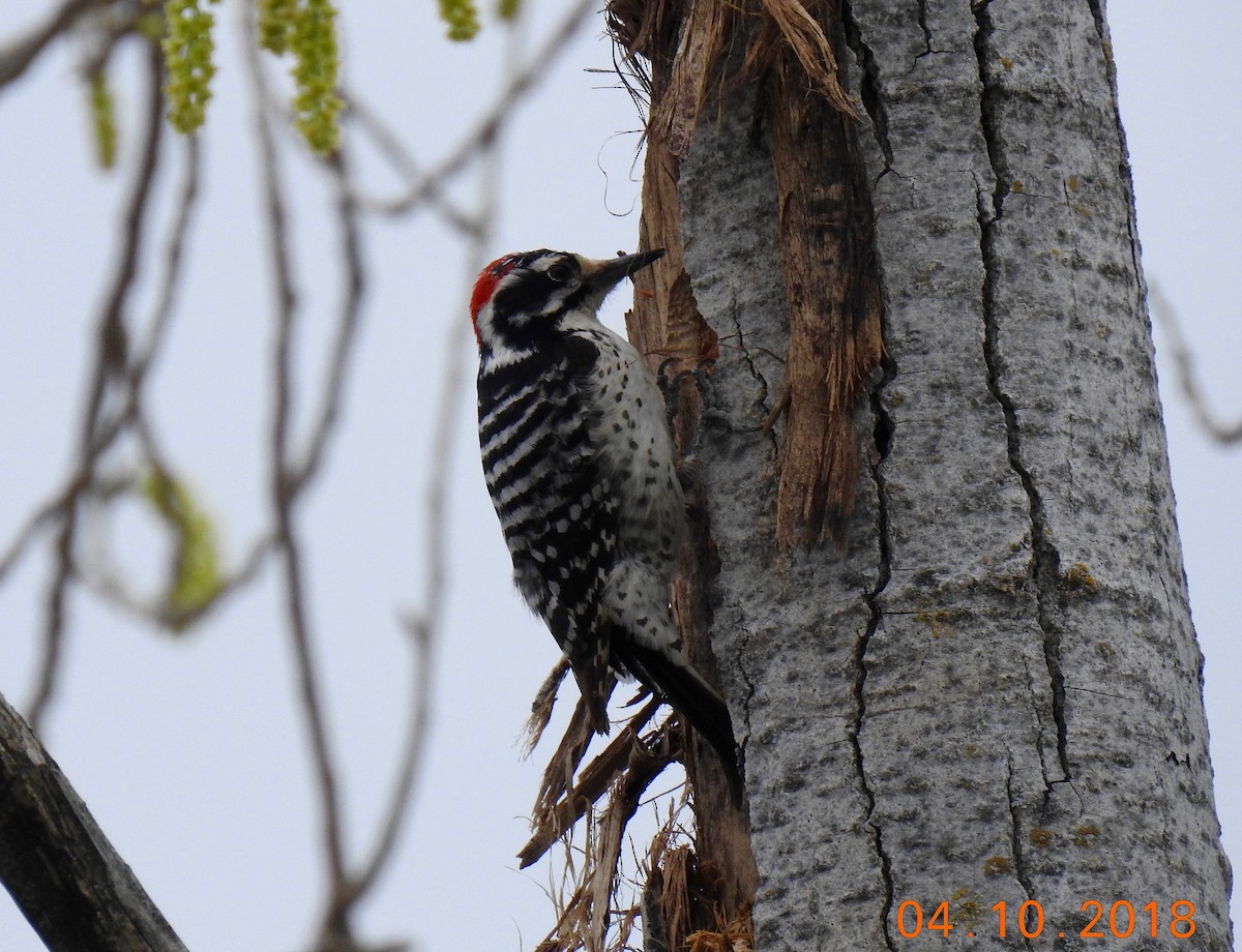 Nuttall's Woodpecker - Ron Pozzi