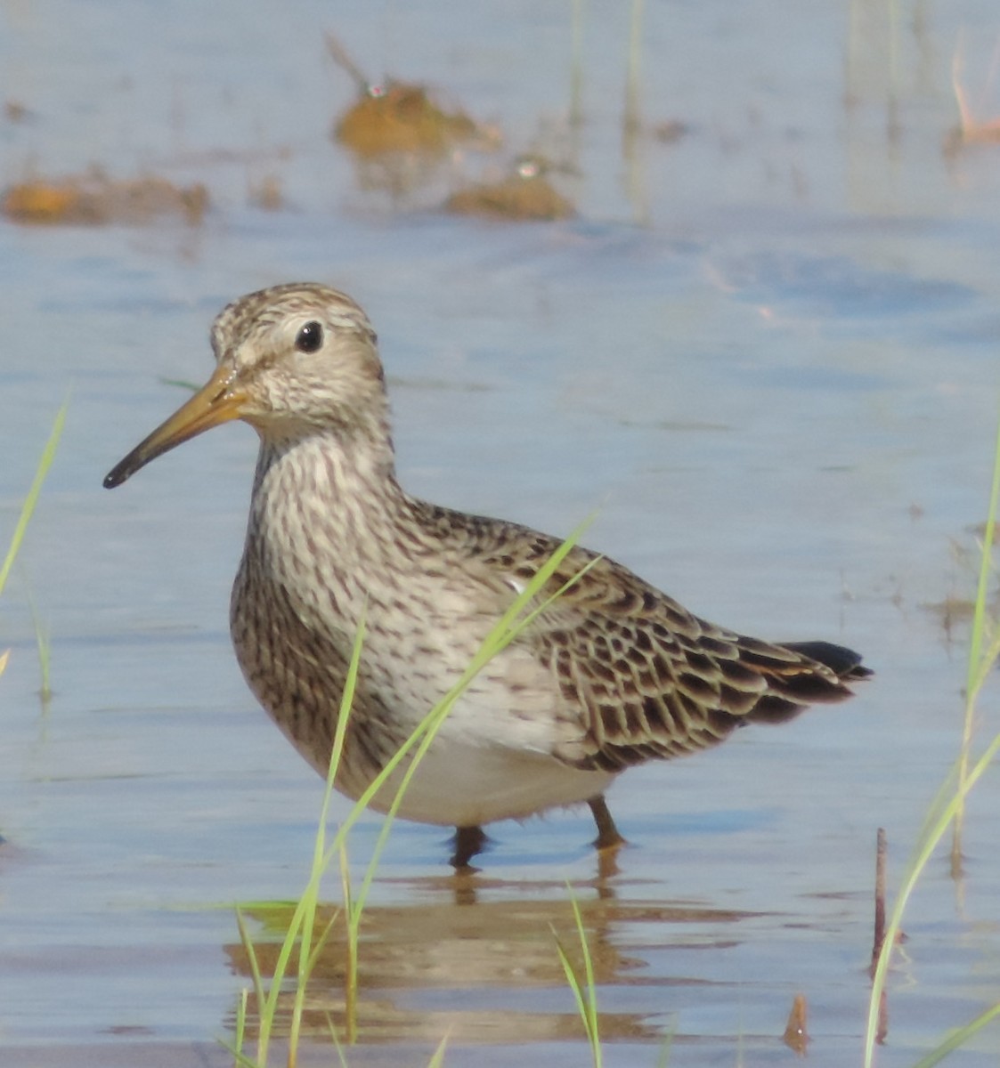 Pectoral Sandpiper - ML94190721