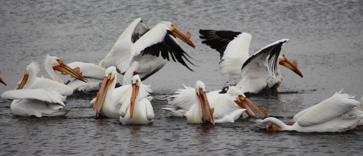 American White Pelican - Kathleen Janik