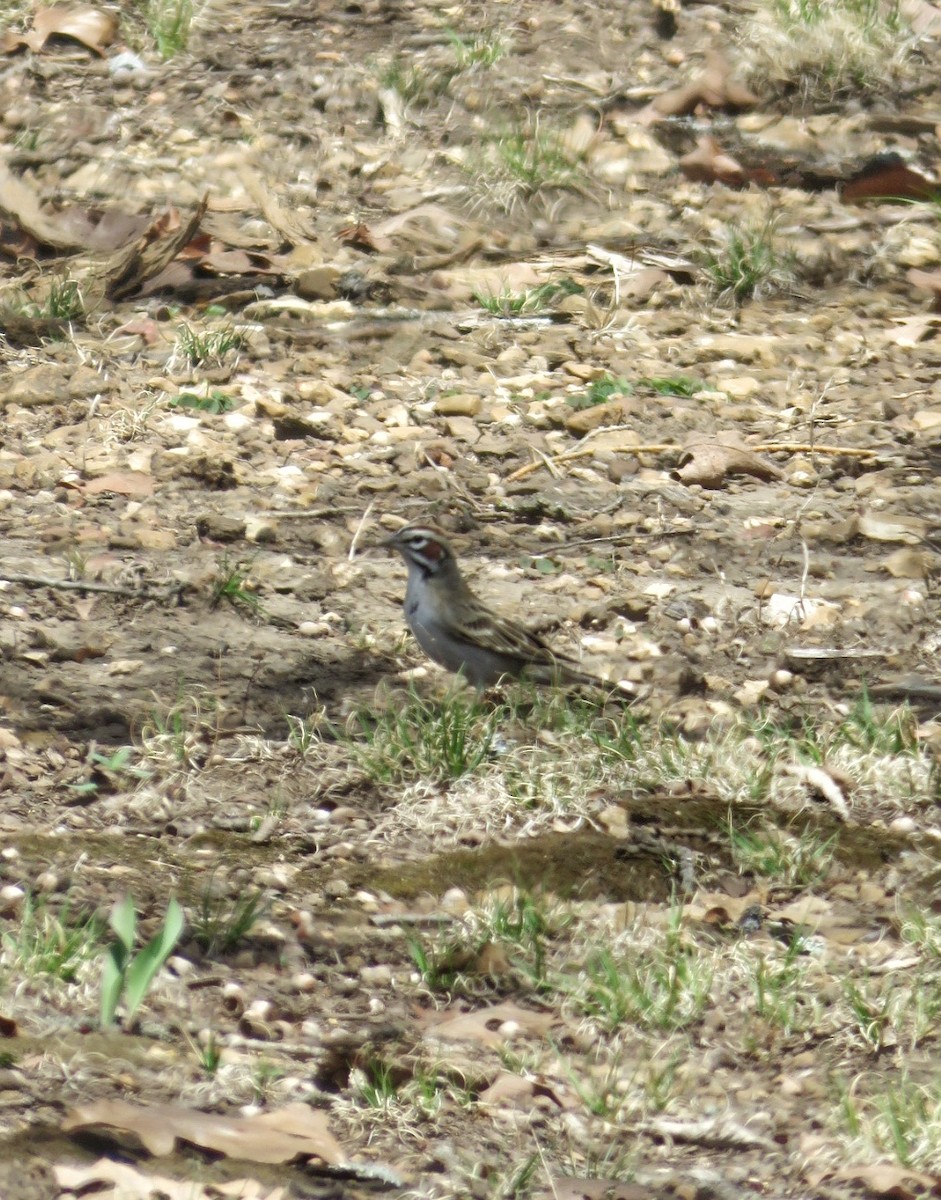 Lark Sparrow - ML94191281