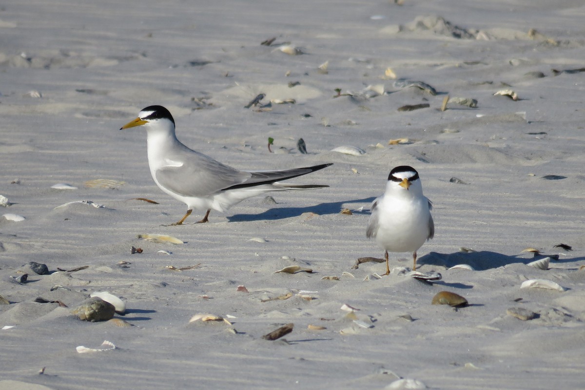 Least Tern - ML94191531