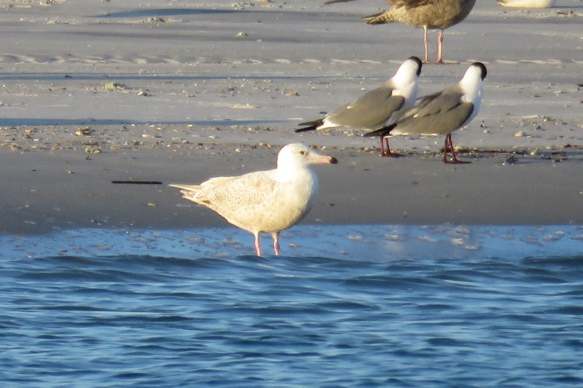 Glaucous Gull - ML94191891