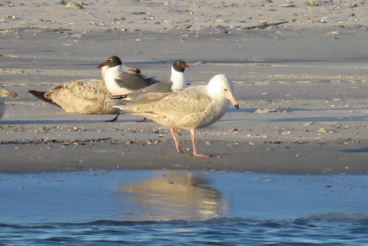 Glaucous Gull - ML94191951