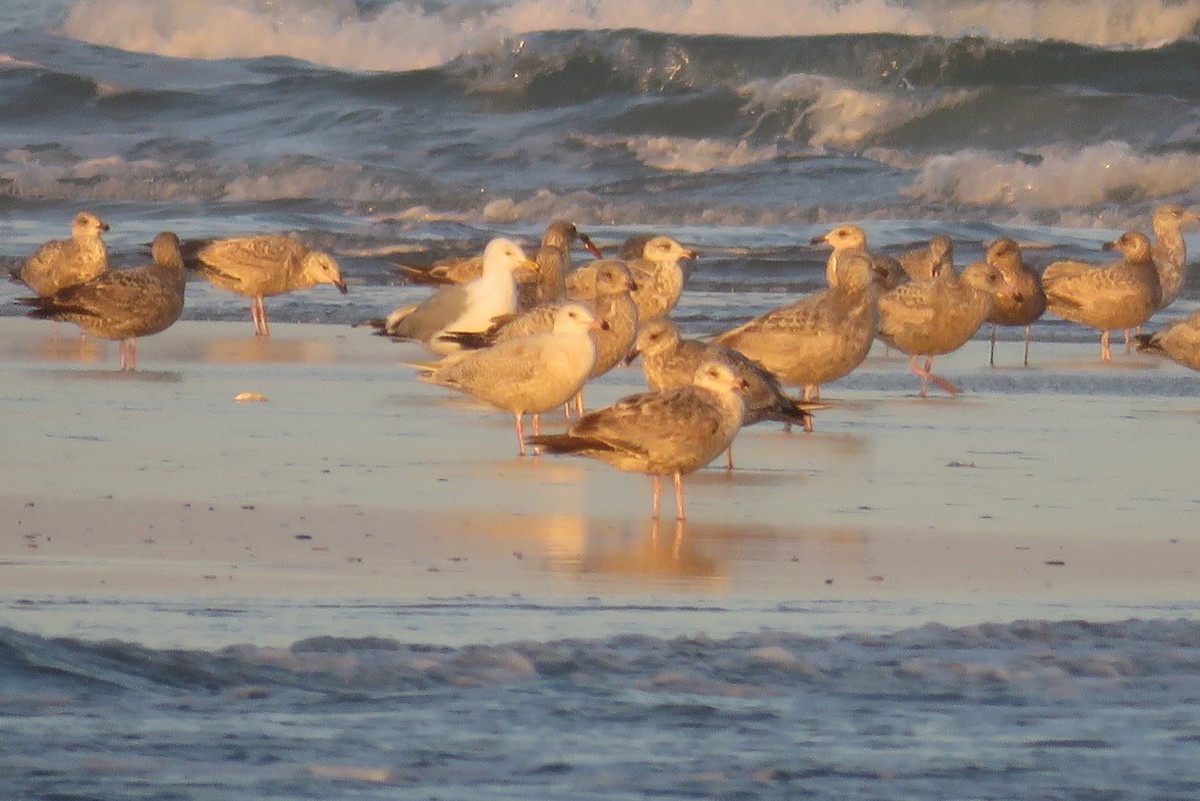 Glaucous Gull - ML94192171