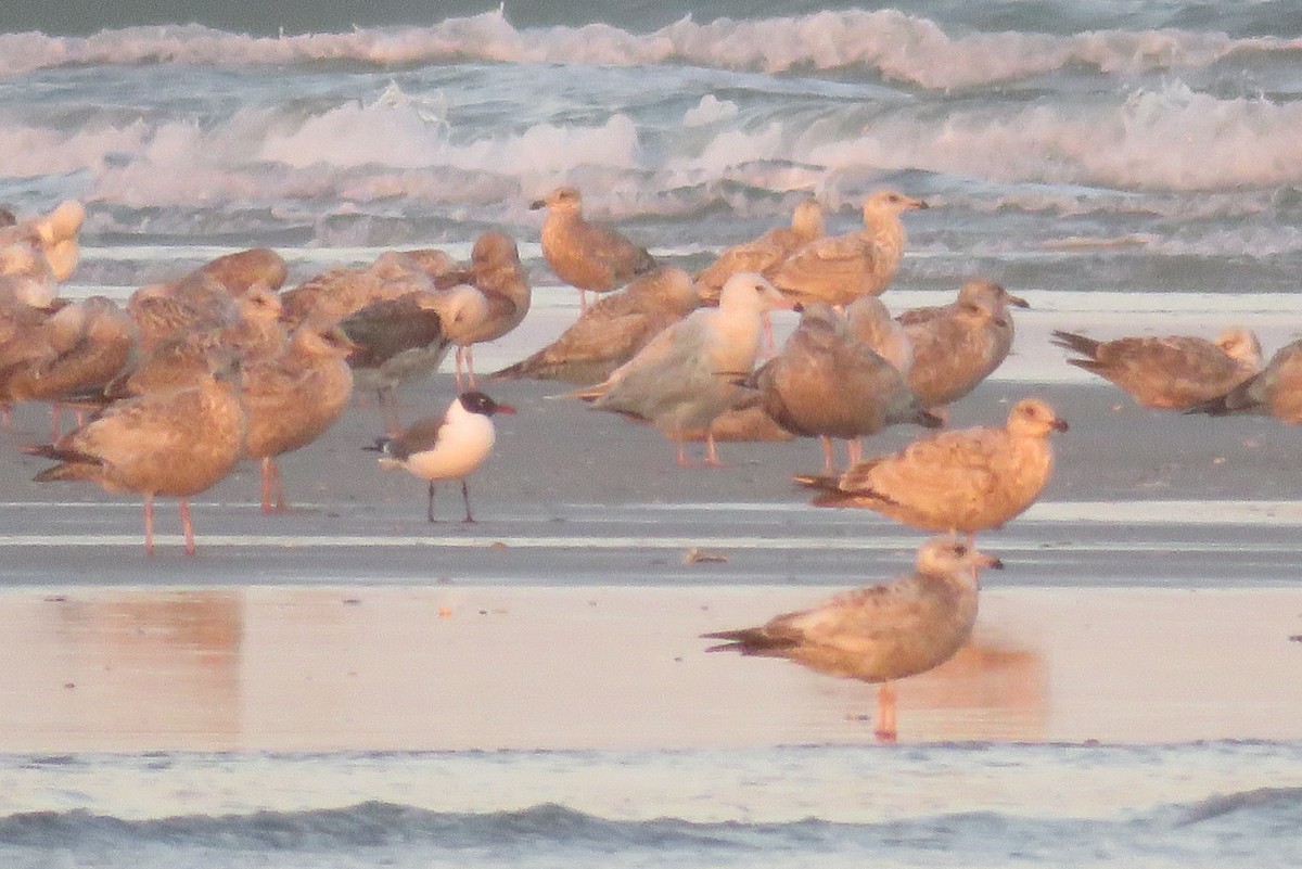 Glaucous Gull - ML94192331