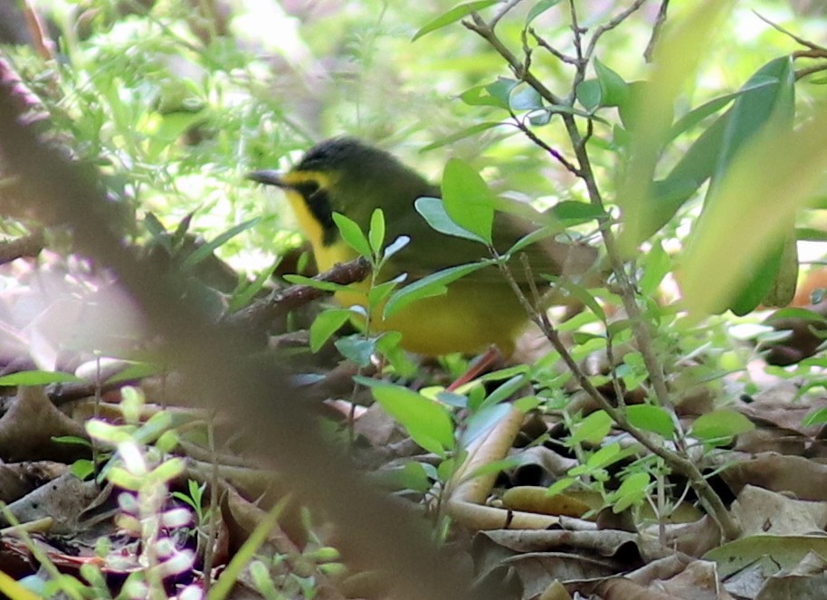 Kentucky Warbler - Iliana Stokes