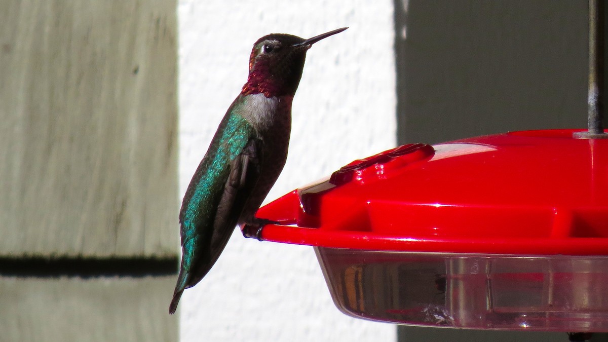 Anna's Hummingbird - Richard Trinkner