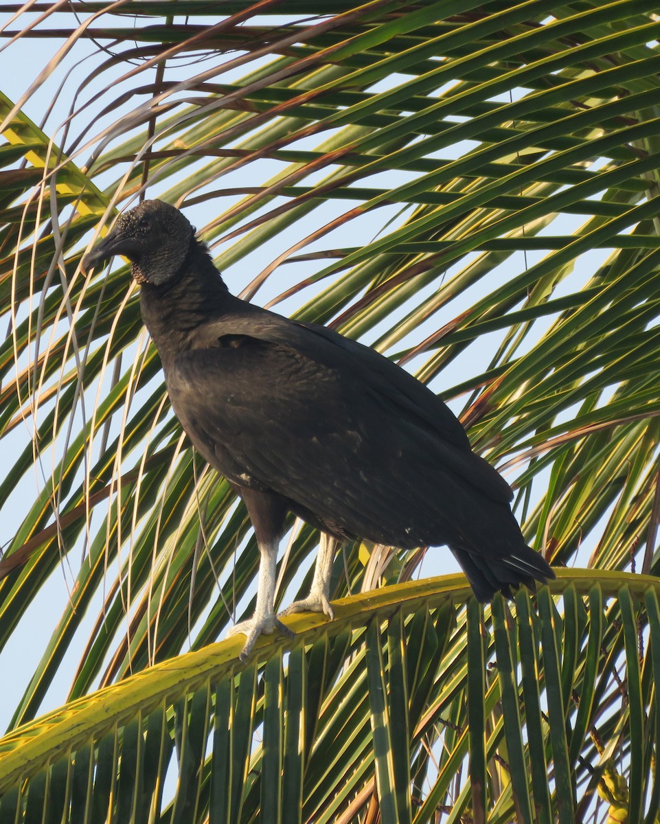 Black Vulture - ML94193611