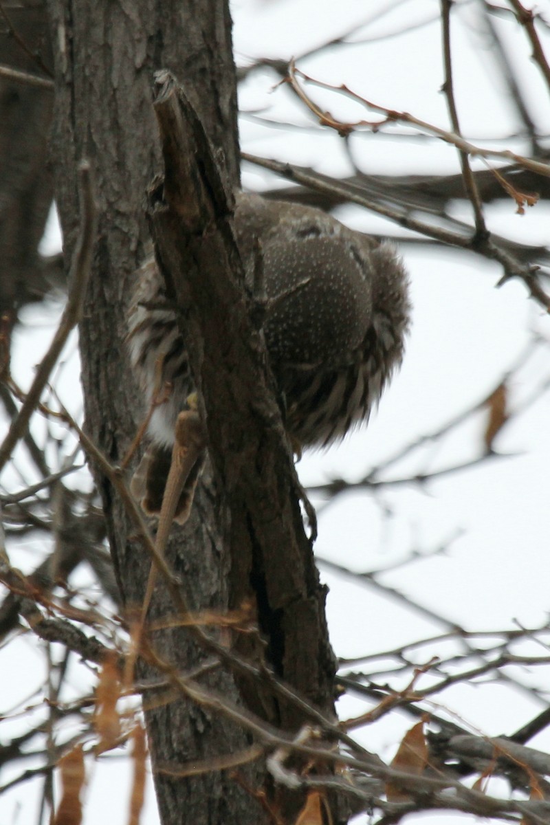 Northern Pygmy-Owl - ML94193641