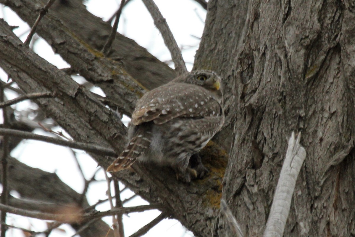 Northern Pygmy-Owl - ML94193651