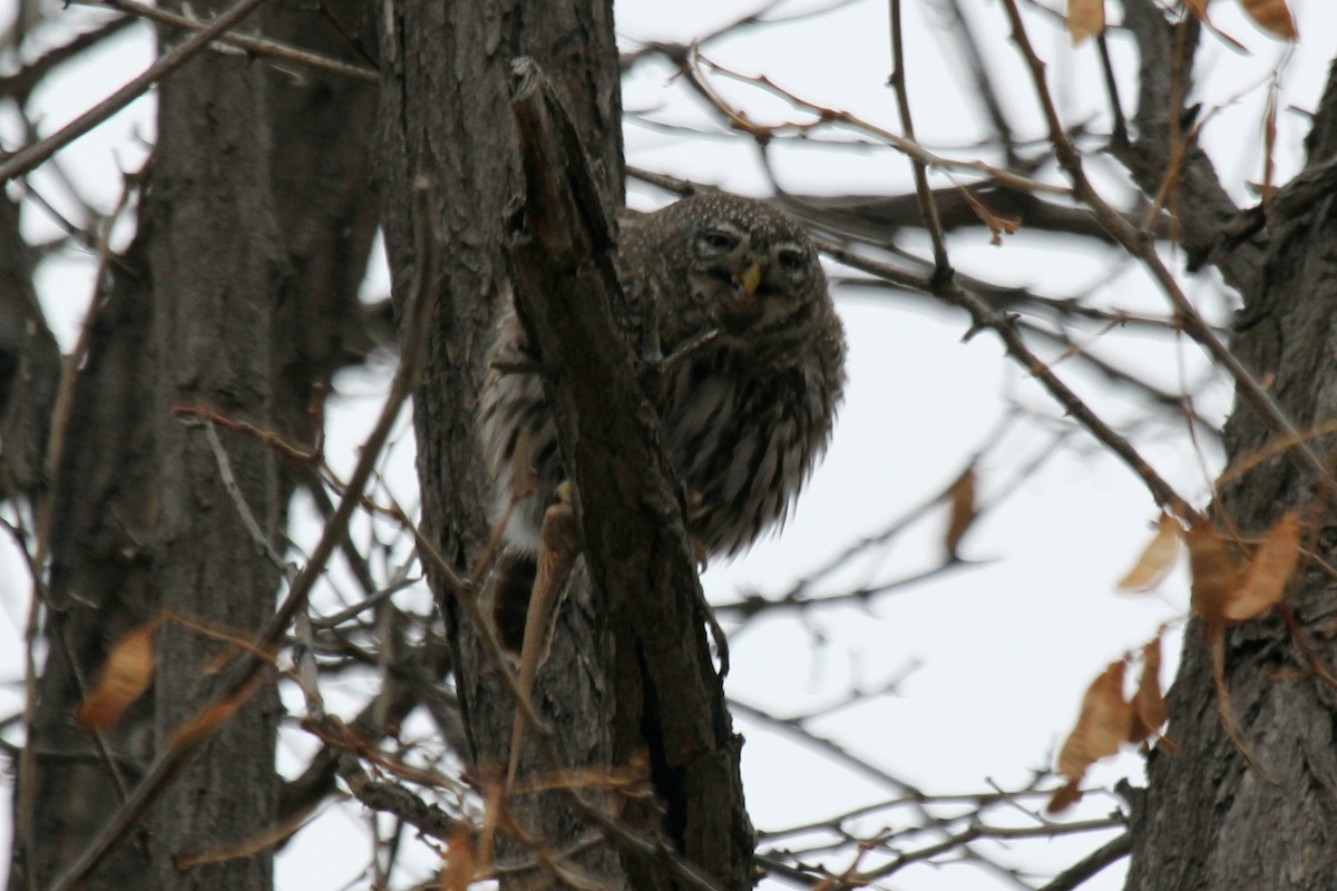 Northern Pygmy-Owl - ML94193661