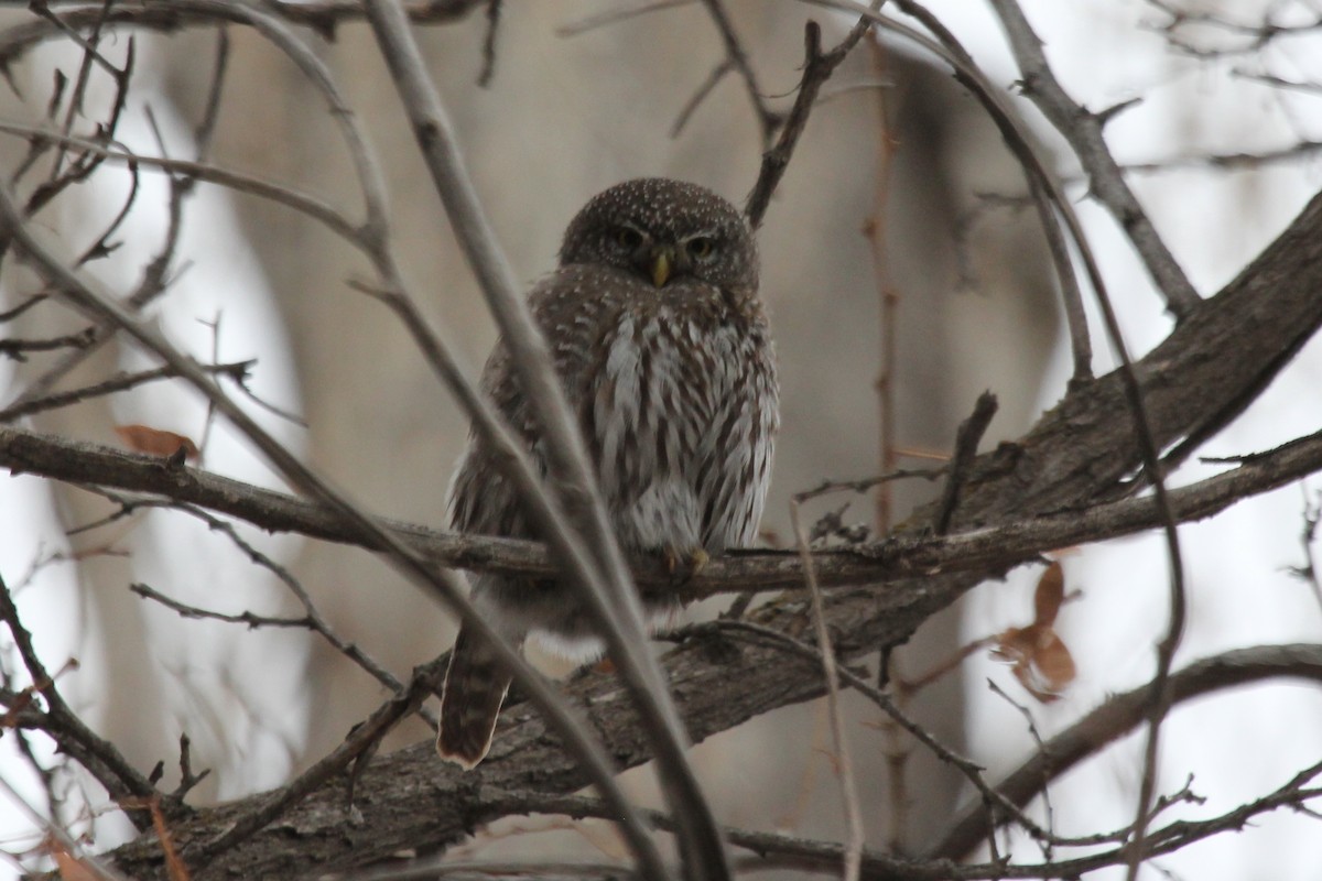 Northern Pygmy-Owl - ML94193681