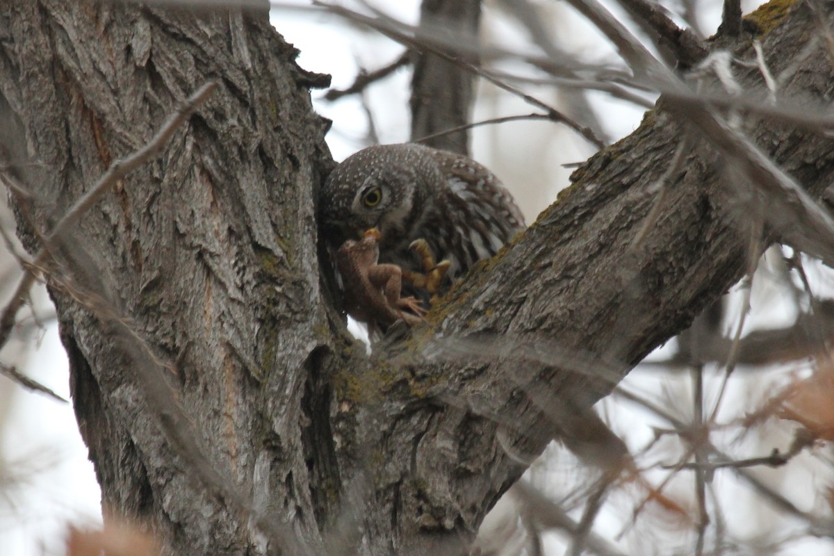 Northern Pygmy-Owl - Kenny Frisch