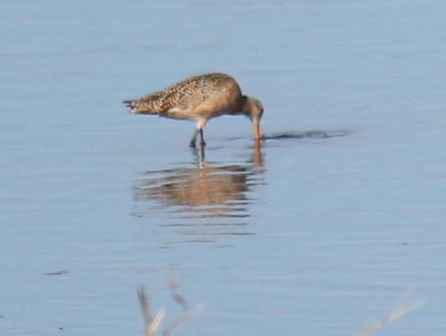 Marbled Godwit - Scott Bradley