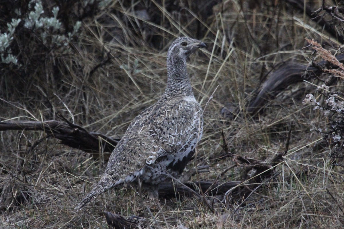 Greater Sage-Grouse - ML94194611