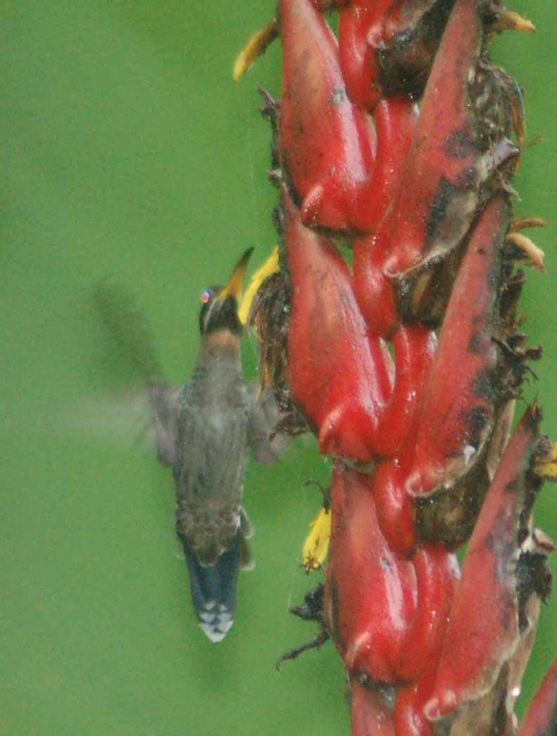 Полосатохвостый колибри-отшельник - ML94197091