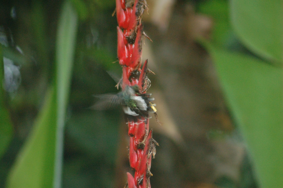 Полосатохвостый колибри-отшельник - ML94197111