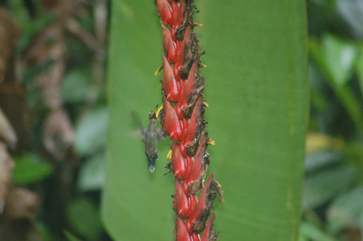 Полосатохвостый колибри-отшельник - ML94197121
