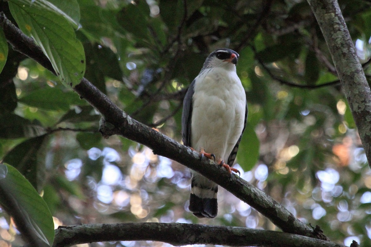 White-browed Hawk - Stephen Gast